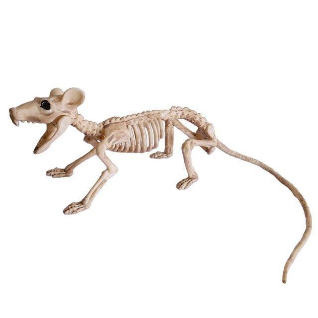 Animal Skeletons