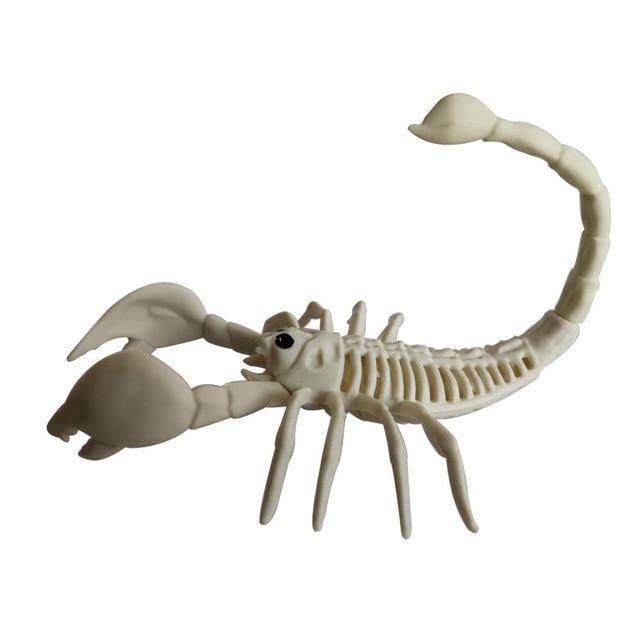 Animal Skeletons